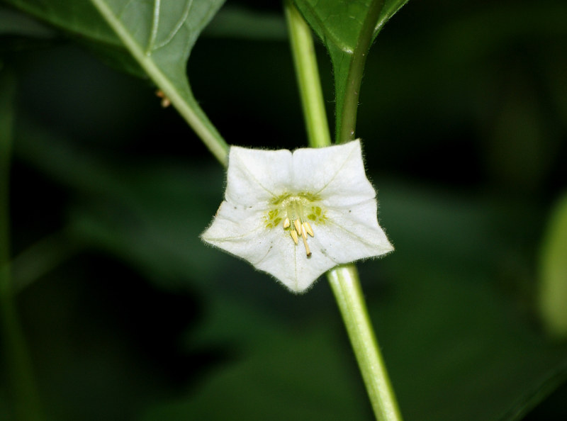 Изображение особи Alkekengi officinarum.