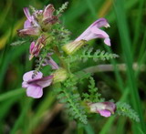 Pedicularis palustris