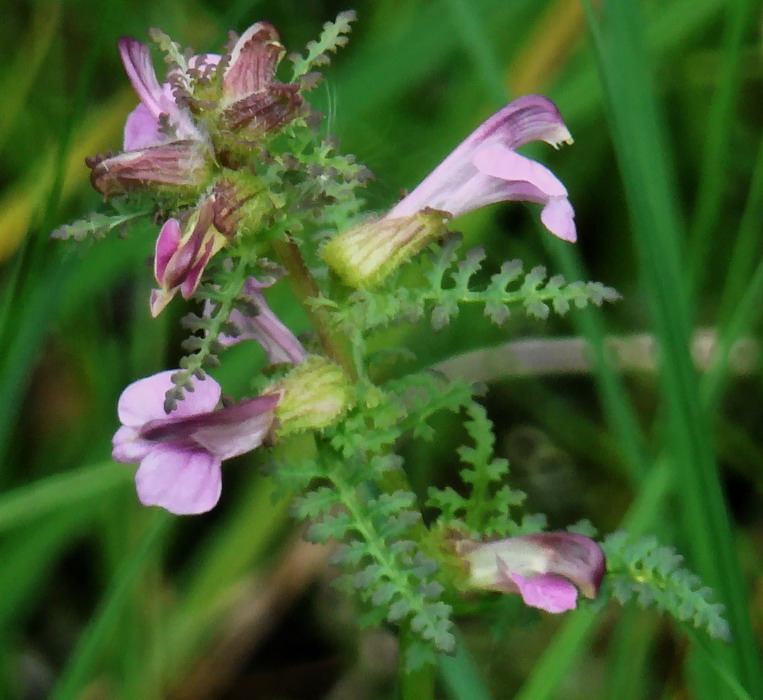 Image of Pedicularis palustris specimen.