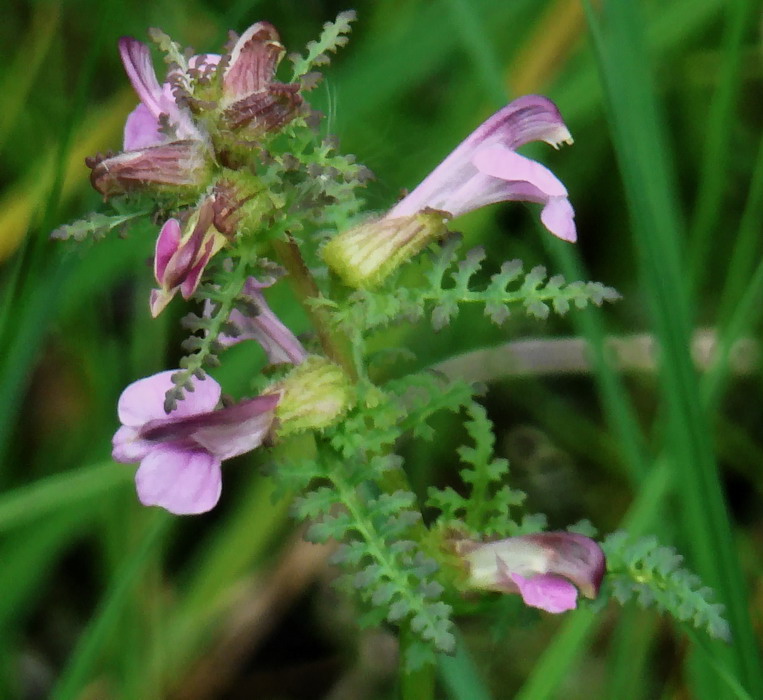 Изображение особи Pedicularis palustris.