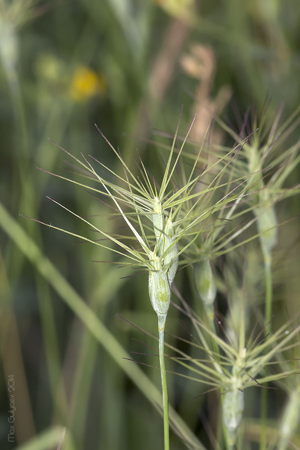 Изображение особи Aegilops ovata.