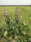 Phlomoides tuberosa