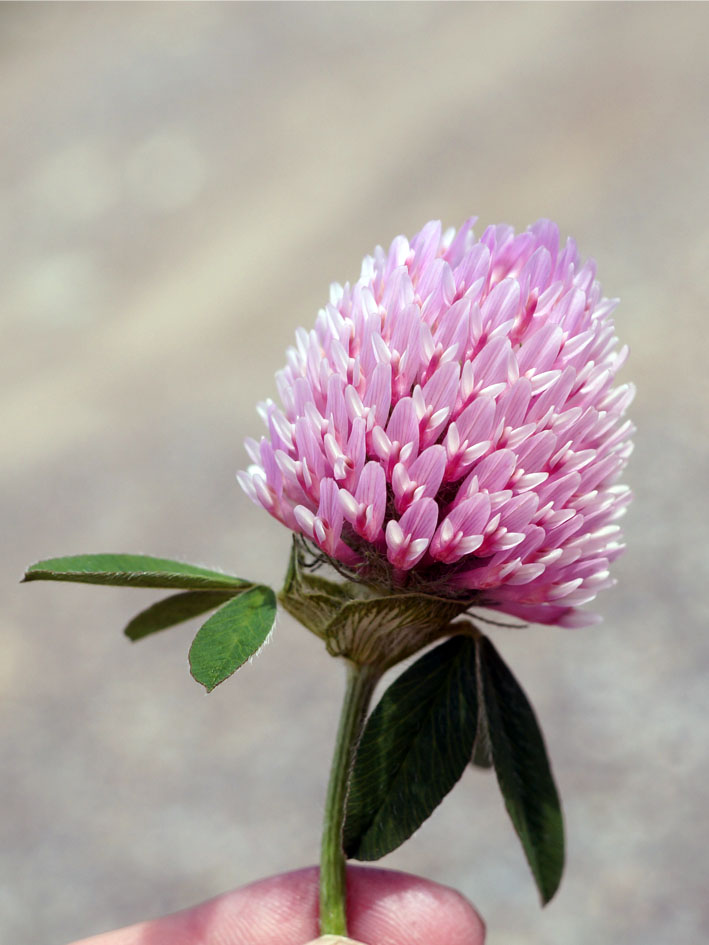 Изображение особи Trifolium pratense.