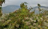 Clematis vitalba. Плодоносящее растение на Rosa canina. Крым, окр. г. Судак, гора Перчем, низина С-З склона. 10.10.2011.