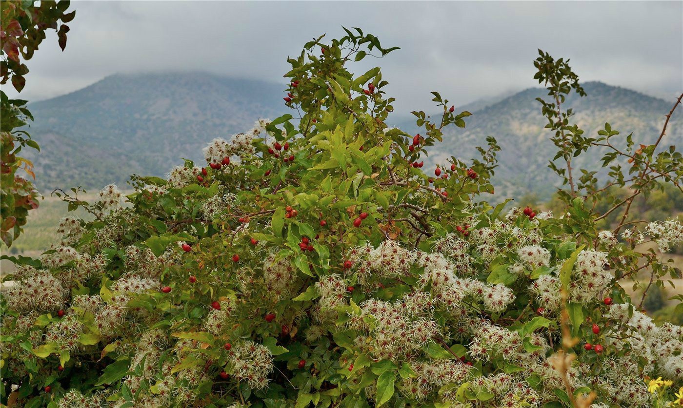 Image of Clematis vitalba specimen.