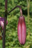 Lilium pilosiusculum