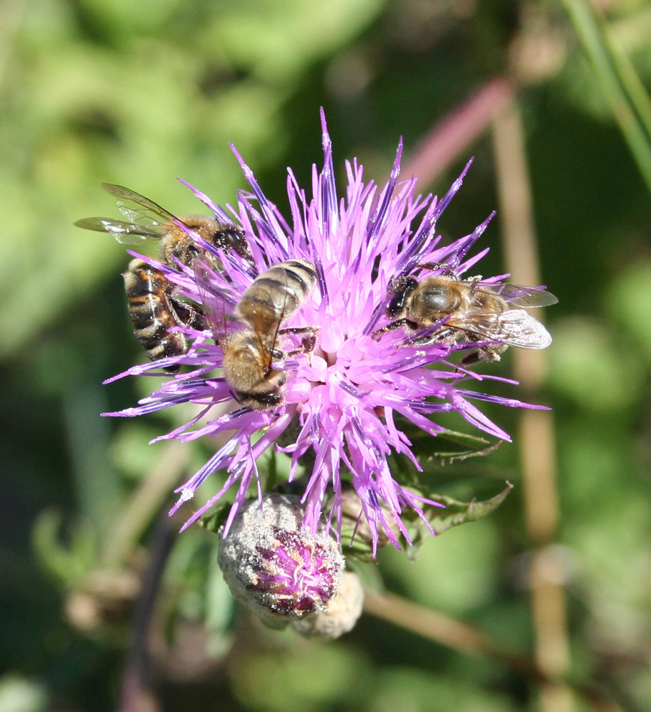 Image of Serratula coronata specimen.