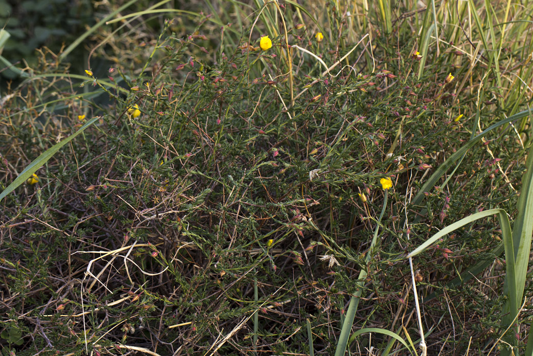 Image of Fumana arabica specimen.