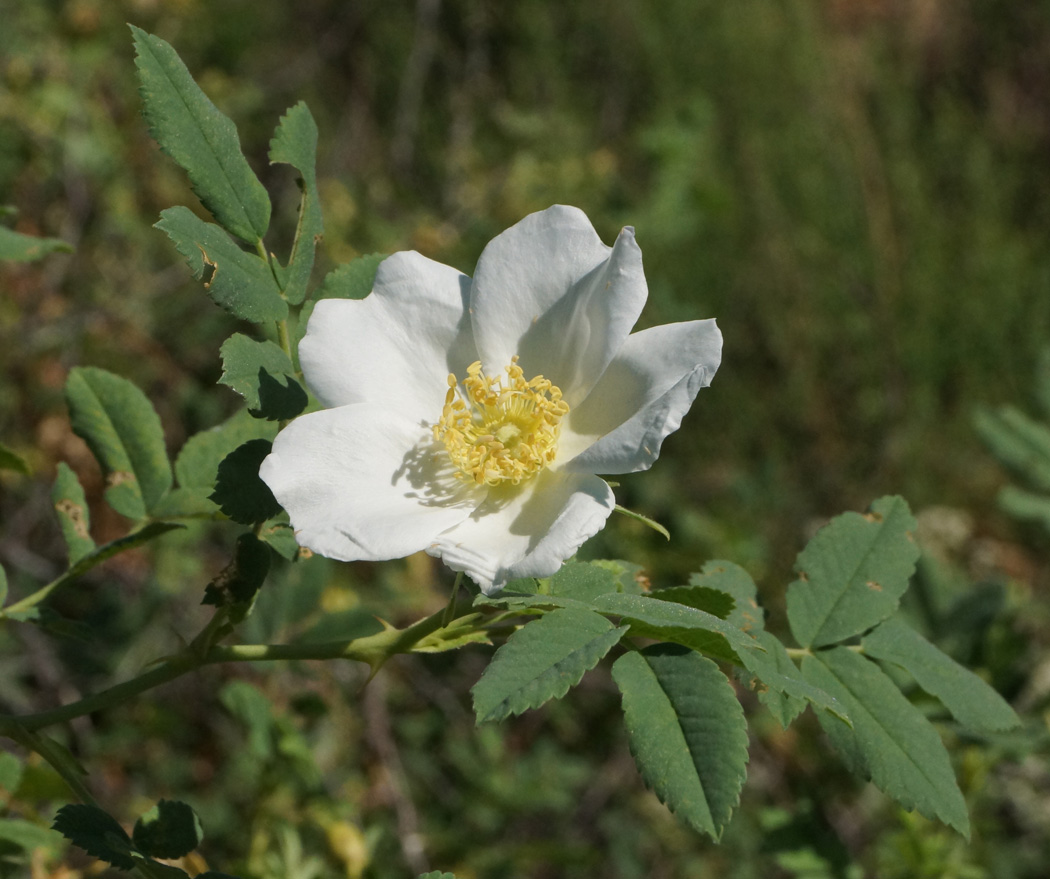 Изображение особи Rosa laxa.