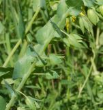 Cerinthe minor