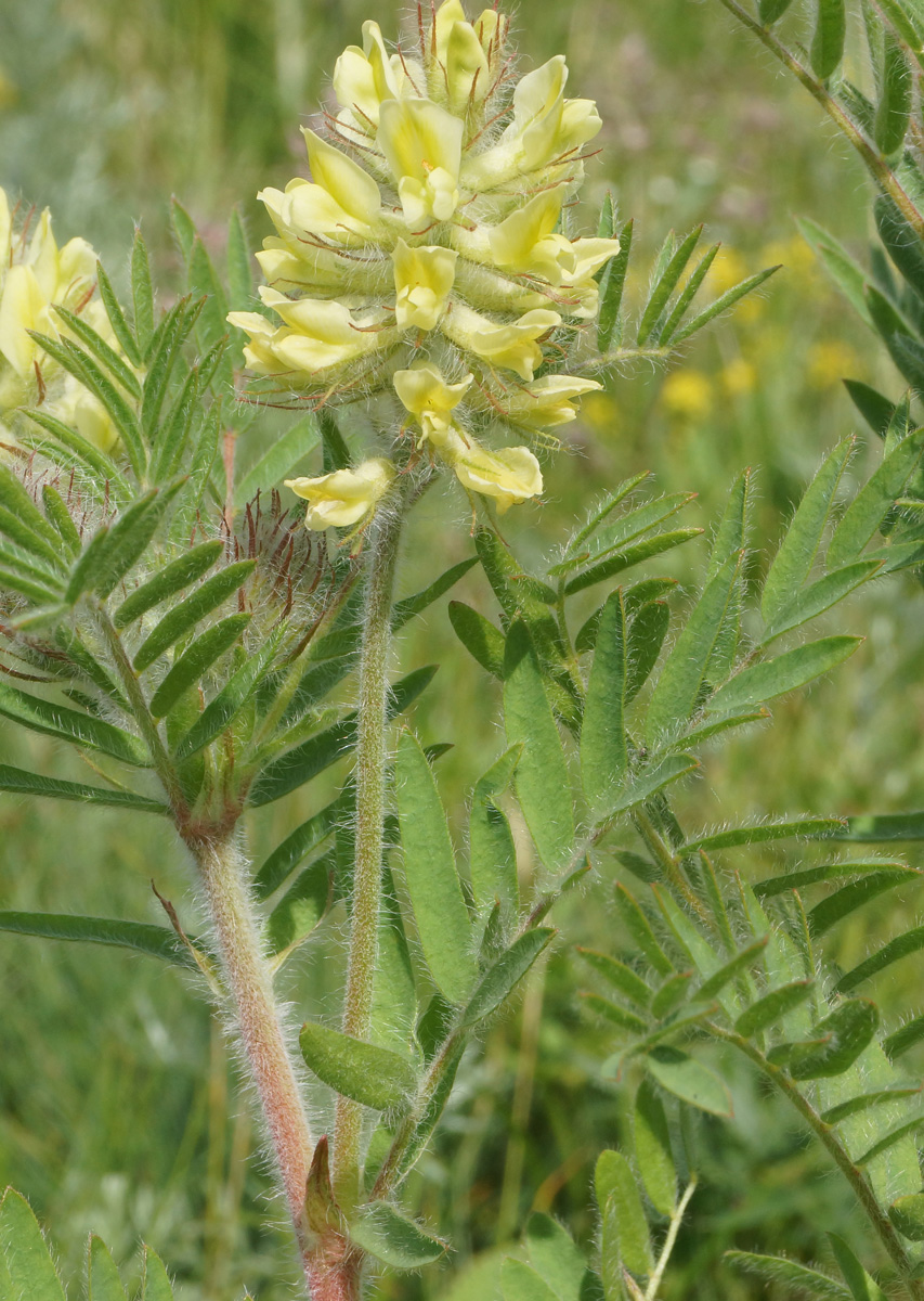 Изображение особи Oxytropis pilosa.