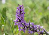 Dactylorhiza maculata. Соцветие. Ленинградская обл., Ломоносовский р-н, долина р. Шингарка, сфагновое болото. 05.07.2015.