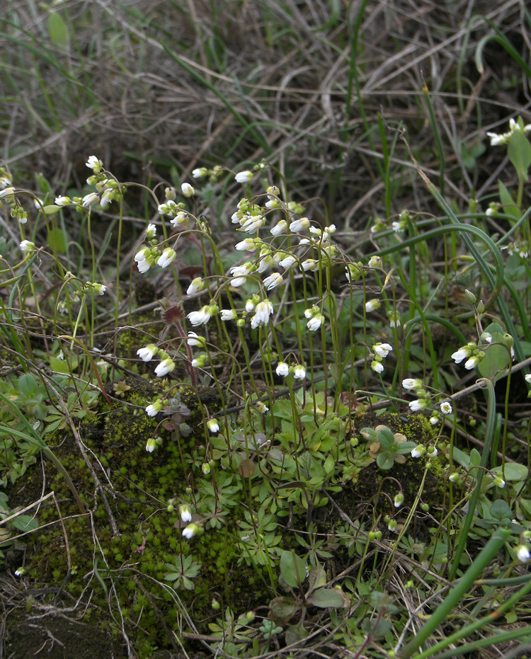 Изображение особи Erophila verna.