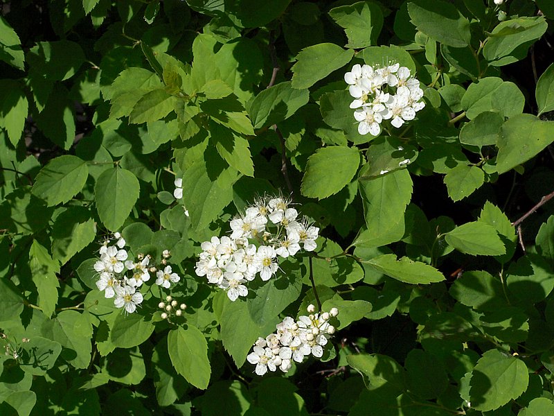 Image of Spiraea chamaedryfolia specimen.