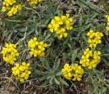 Alyssum lenense