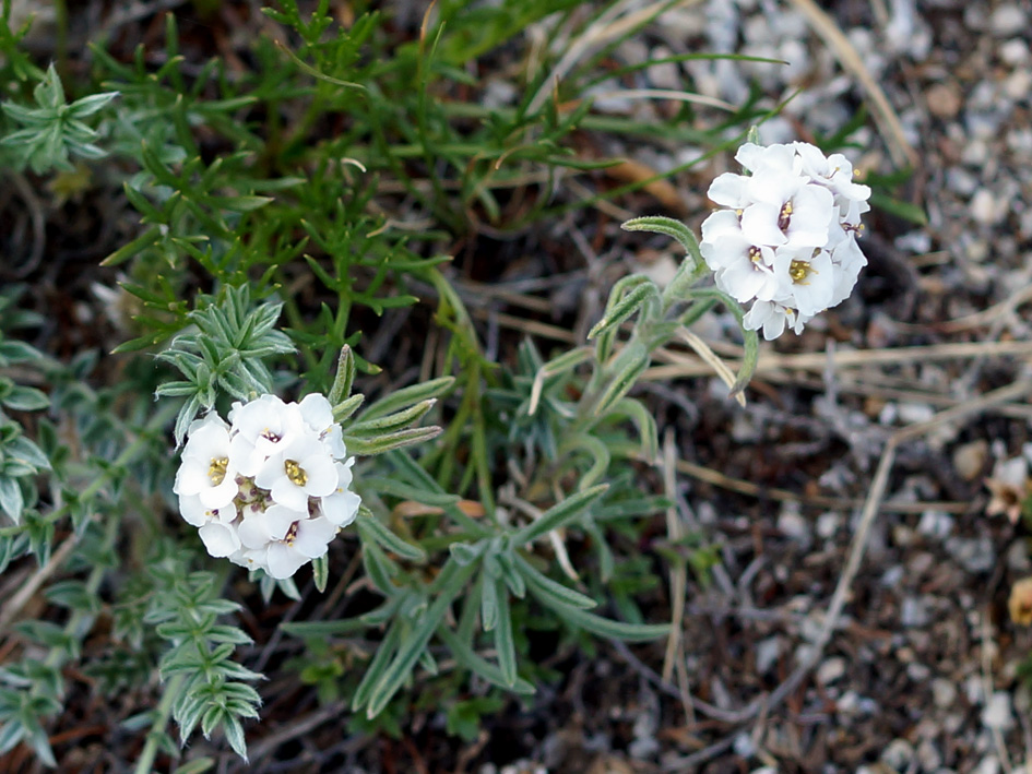 Изображение особи Ptilotrichum tenuifolium.