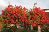 Callistemon citrinus