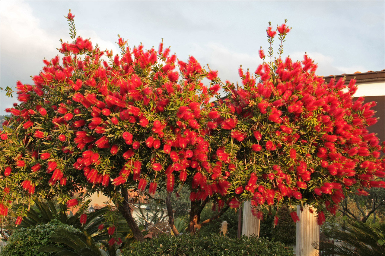 Image of Callistemon citrinus specimen.