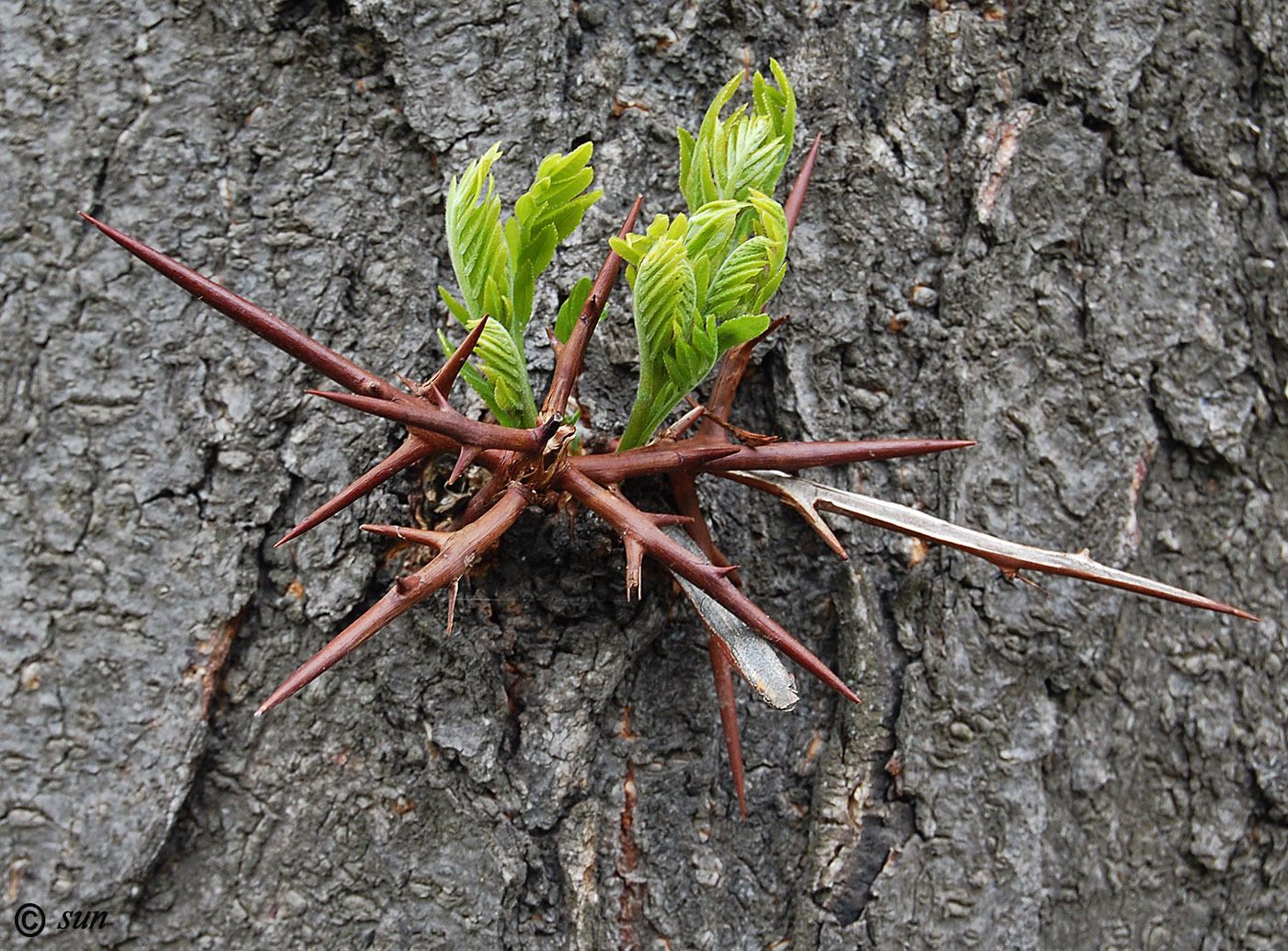 Image of Gleditsia triacanthos specimen.