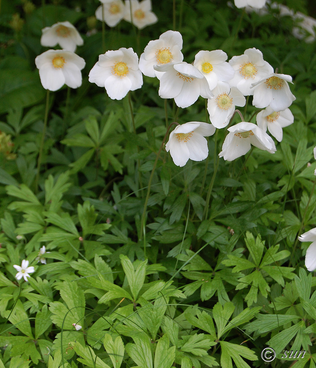 Изображение особи Anemone sylvestris.