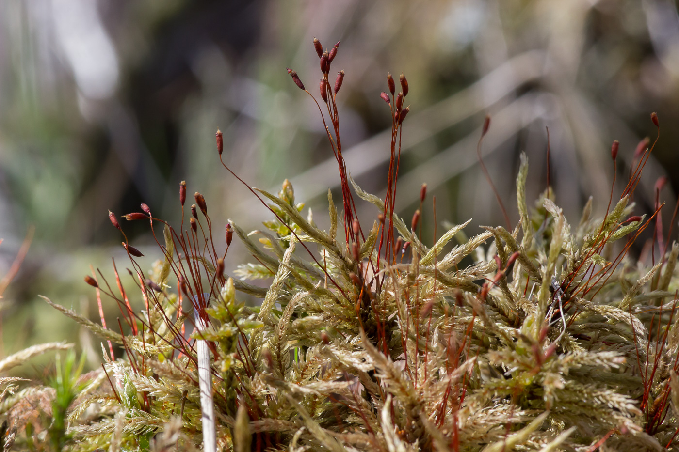 Изображение особи Climacium dendroides.