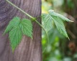 Humulus lupulus. Листья. Пермский край, г. Пермь, Кировский р-н. в культуре. 22.05.2016.