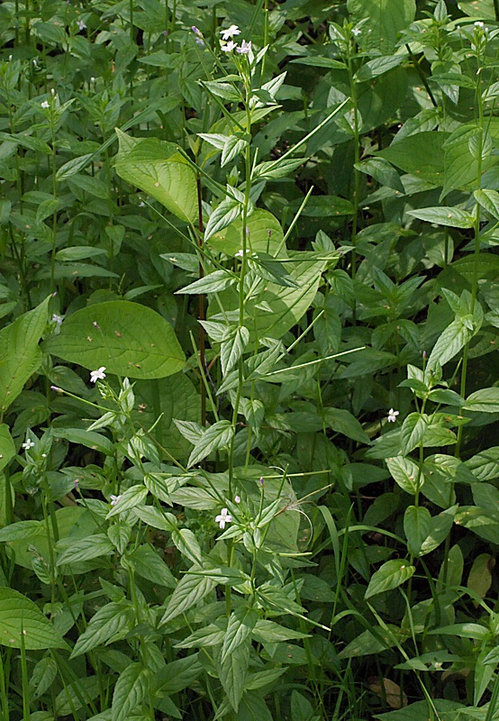 Изображение особи Epilobium adenocaulon.