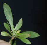 Notoceras bicorne. Извлечённое из субстрата цветущее и плодоносящее растение (вид с обратной стороны). Испания, автономное сообщество Канарские острова, остров Фуэртевентура, провинция Лас Пальмас, муниципалитет Ла Олива, восточные окр. пос. Эль Котильо, предгорная равнина, пояс суккулентных кустарников, между камнями, глинистый субстрат. 08.03.2016.