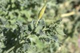 Glaucium flavum