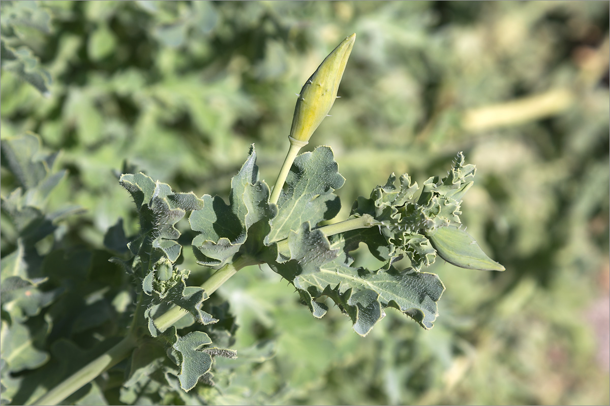 Image of Glaucium flavum specimen.