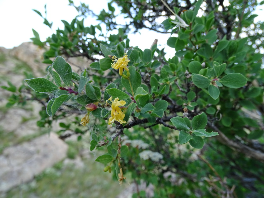 Изображение особи Lonicera microphylla.