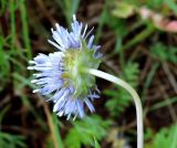 Jasione montana