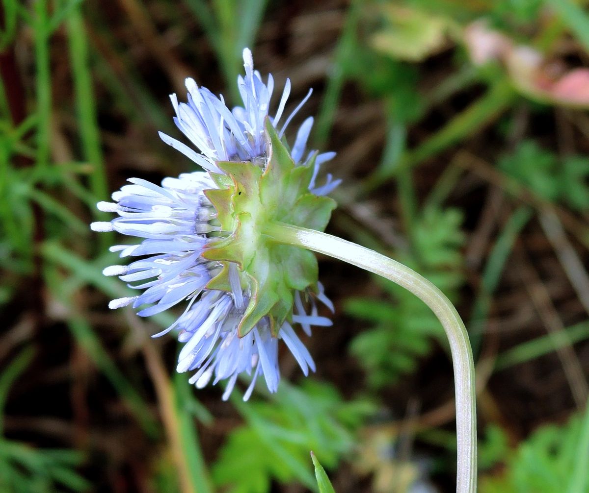 Image of Jasione montana specimen.