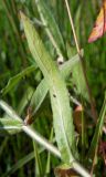 Epilobium hirsutum