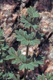 Seseli calycinum
