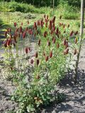 Sanguisorba menziesii