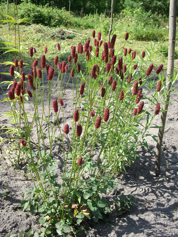 Изображение особи Sanguisorba menziesii.