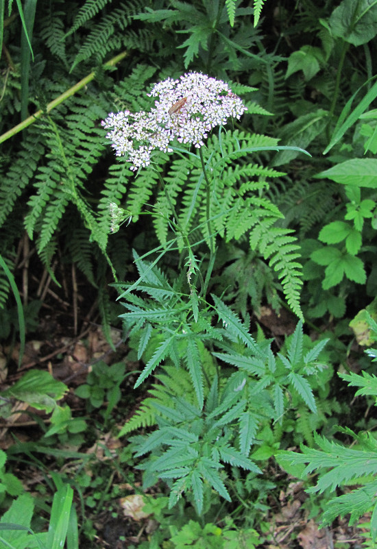Изображение особи Chaerophyllum angelicifolium.
