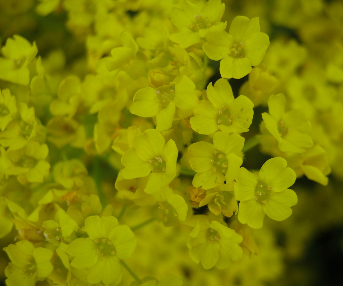 Image of genus Alyssum specimen.