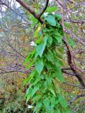 Calystegia sepium. Растение с закрывшимися цветками. Кемеровская обл., г. Белово, пойма р. Малый Бачат, полоса ивового кустарника вдоль высохшего старого русла. 21.08.2016.