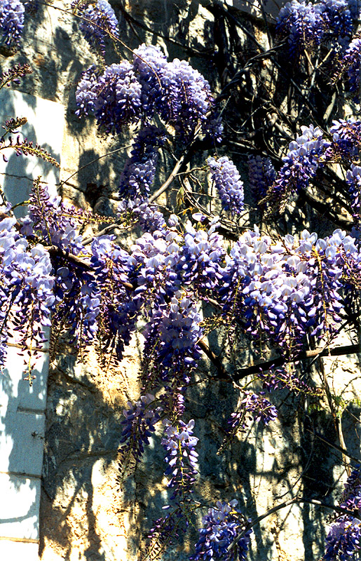 Image of Wisteria sinensis specimen.
