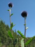 Echinops tricholepis. Верхушки побегов с соцветиями. Казахстан, Джунгарский Алатау, верховья Черной Речки, Лепсинский филиал Жонгар-Алатауского национального парка, Черновский участок, пояс яблоневых лесов, выс. 1200 м н.у.м. 26 августа 2016 г.