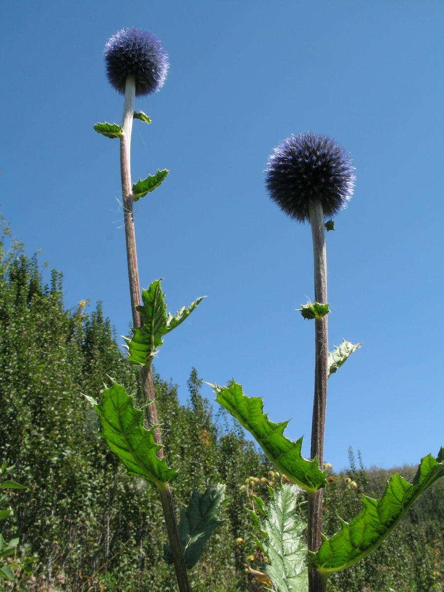 Изображение особи Echinops tricholepis.