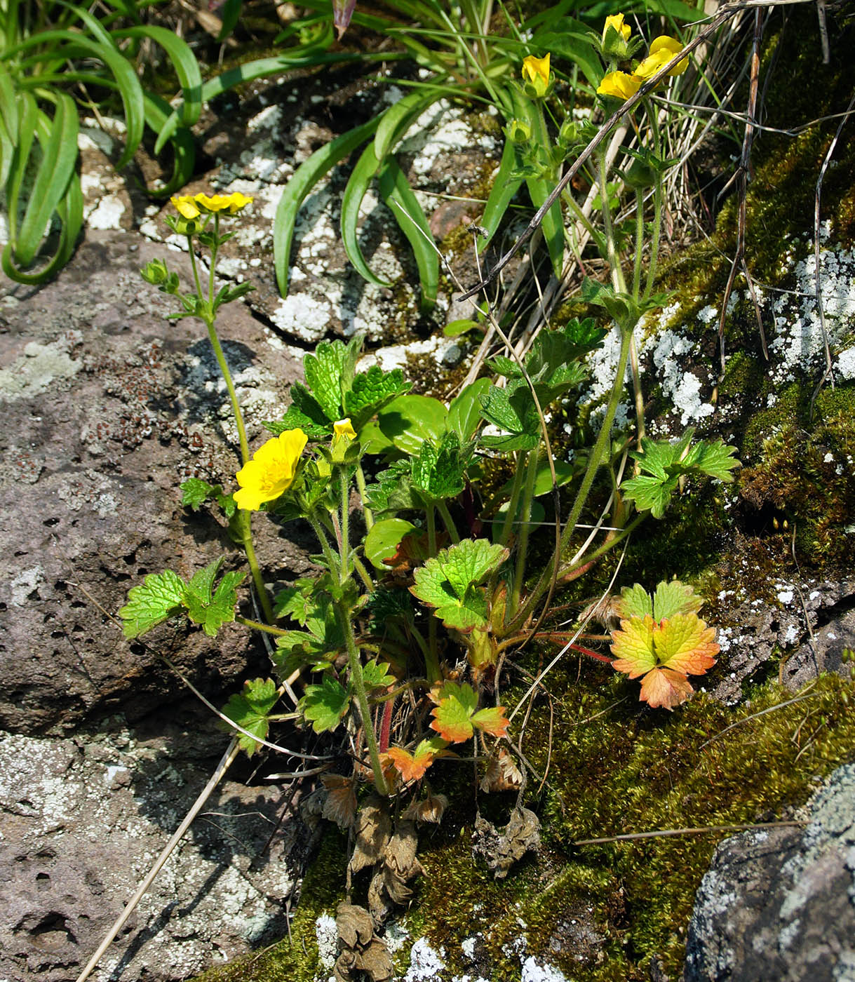 Image of Potentilla fragiformis specimen.