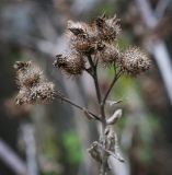 Arctium tomentosum. Верхушка высохшего плодоносящего растения. Татарстан, Агрызский р-н, с. Красный Бор, обочина грунтовой дороги. 08.10.2016.