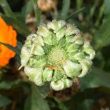 Calendula officinalis