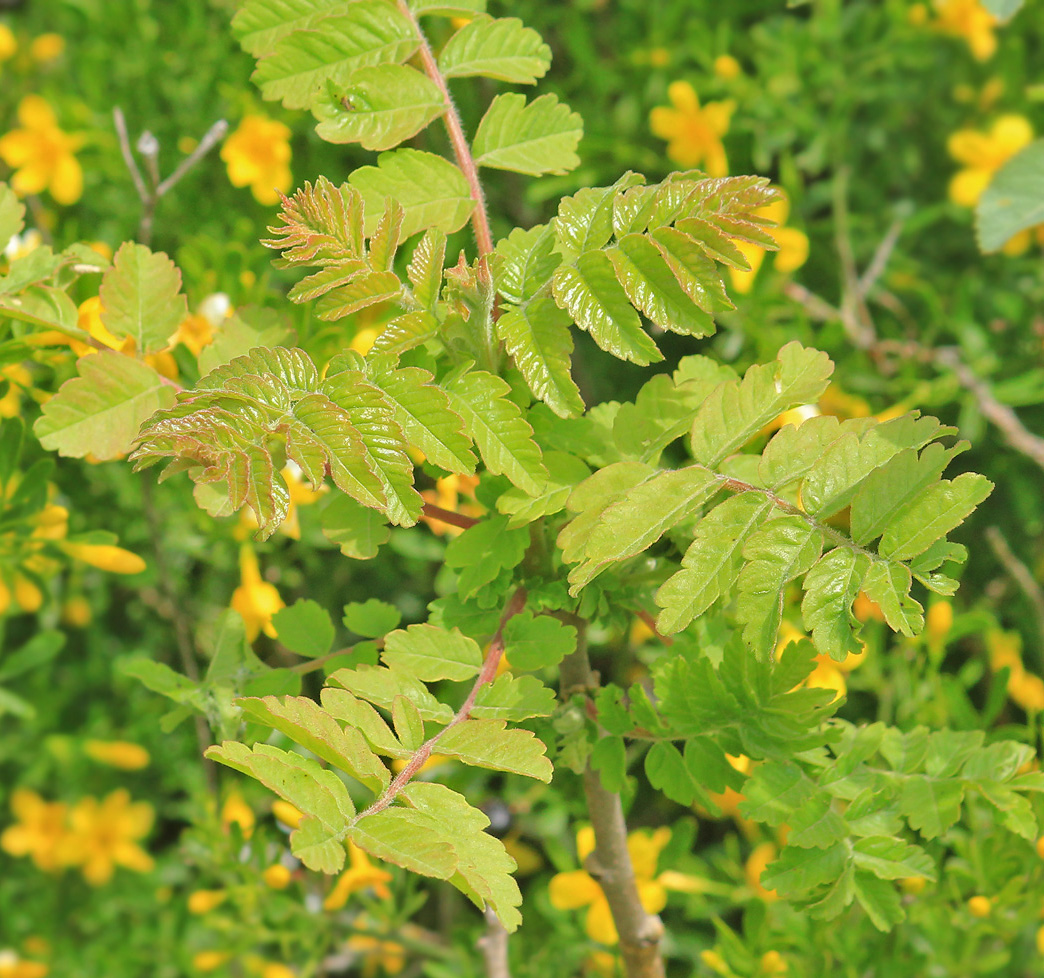 Image of Rhus coriaria specimen.
