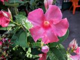 genus Mandevilla