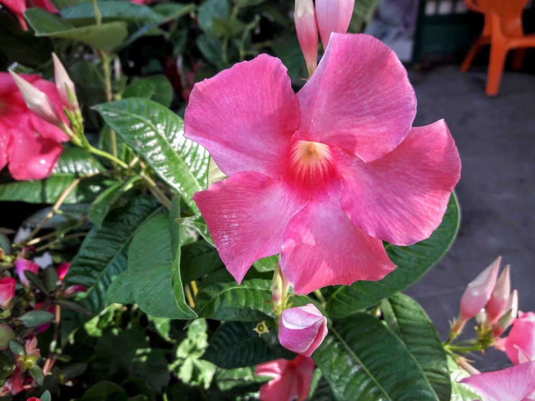 Image of genus Mandevilla specimen.