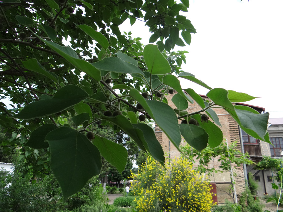 Image of Broussonetia papyrifera specimen.